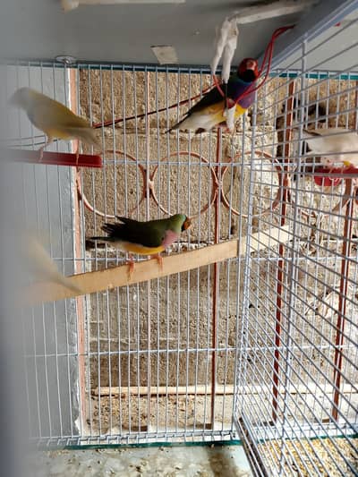 Gouldian green back peir fawn java chick 4poece
