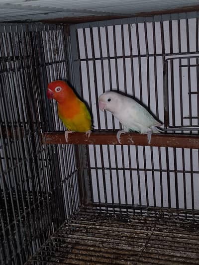 love birds cocktail