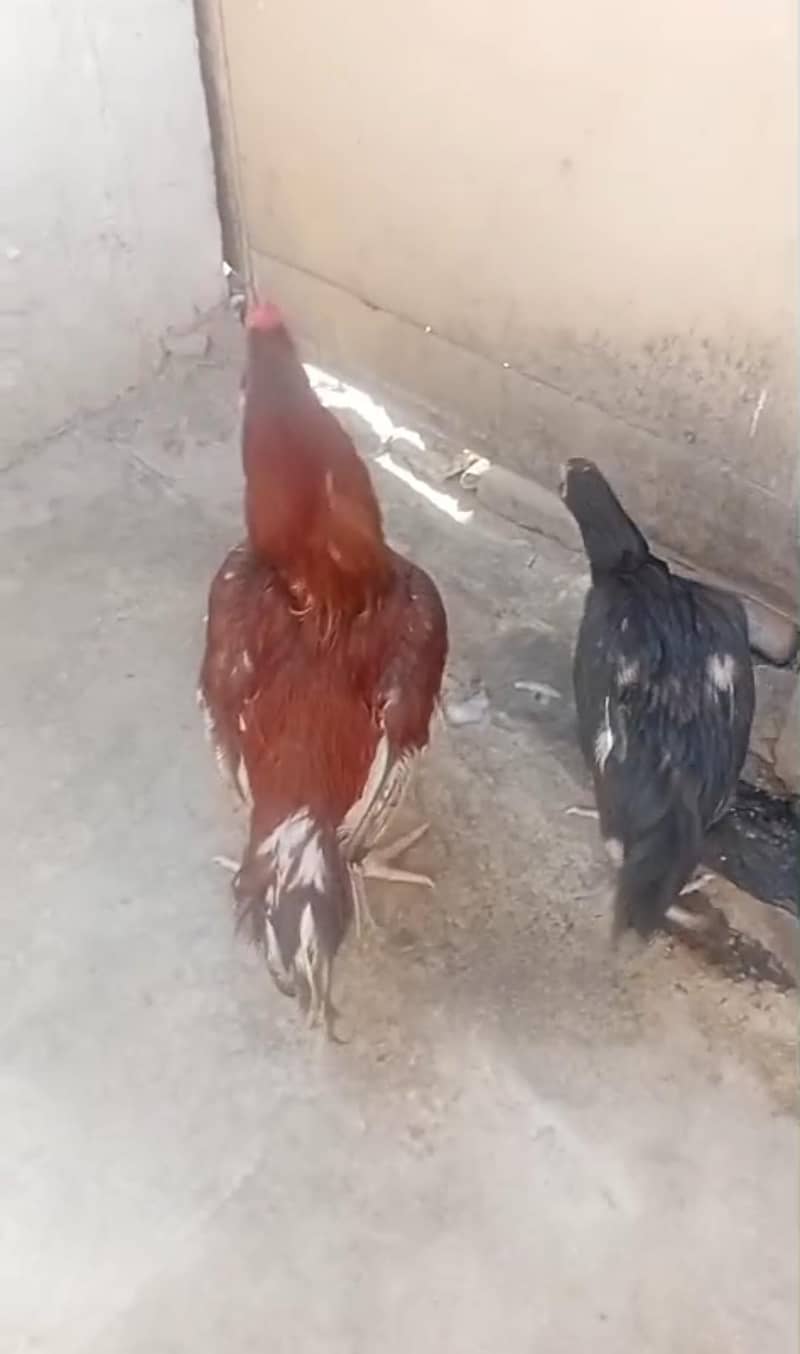 complete pair 2