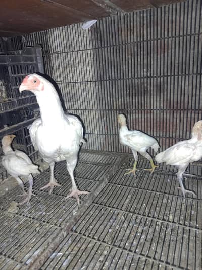1 Jen and 3 chick for sell
