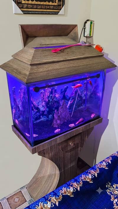 Premium Complete Aquarium Setup with Stand & Fish (All Included)