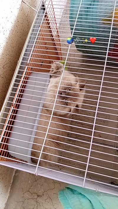 Persian Male Cat
