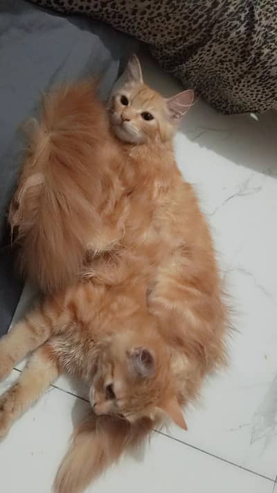 Persian pair cats for sale