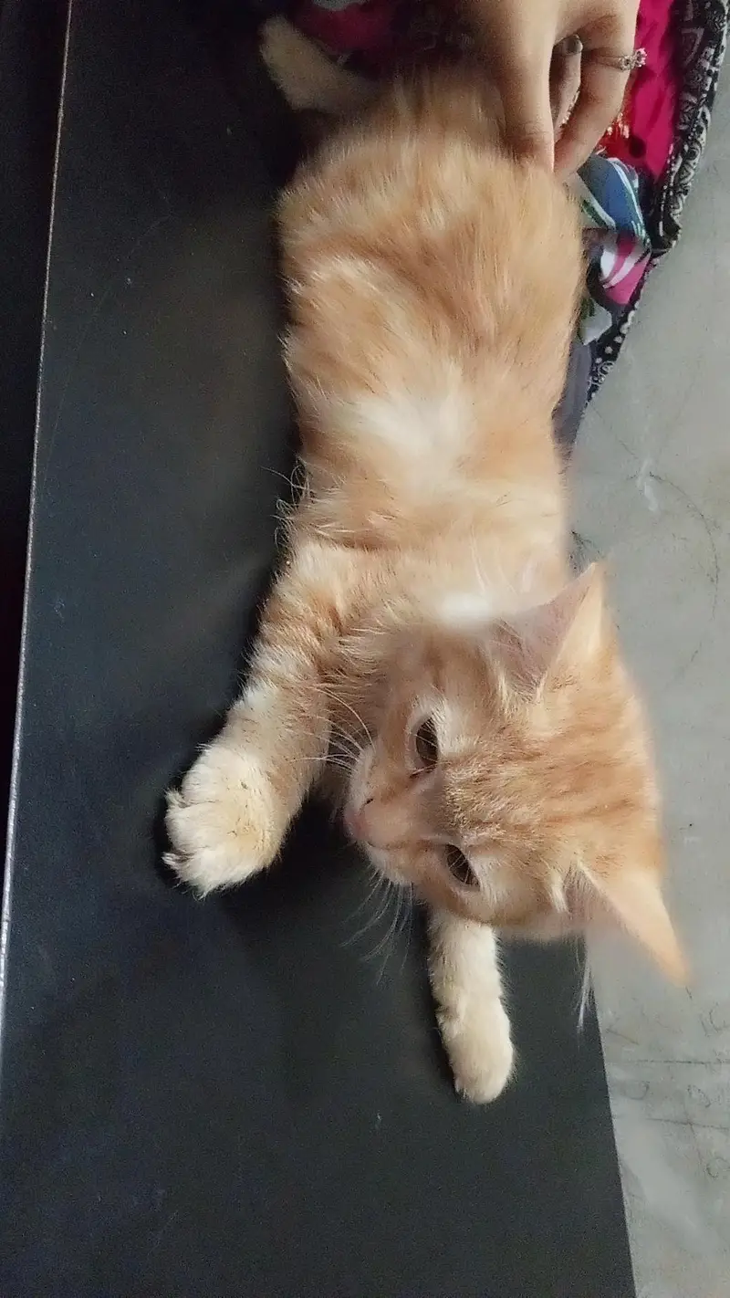 Persian pair cats for sale — photo 2