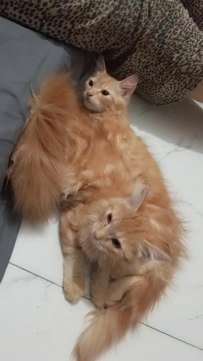 Persian pair cats for sale — photo 3