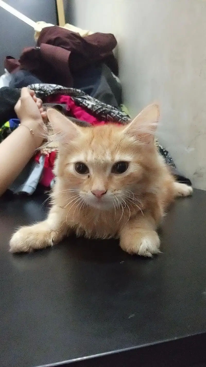 Persian pair cats for sale — photo 4