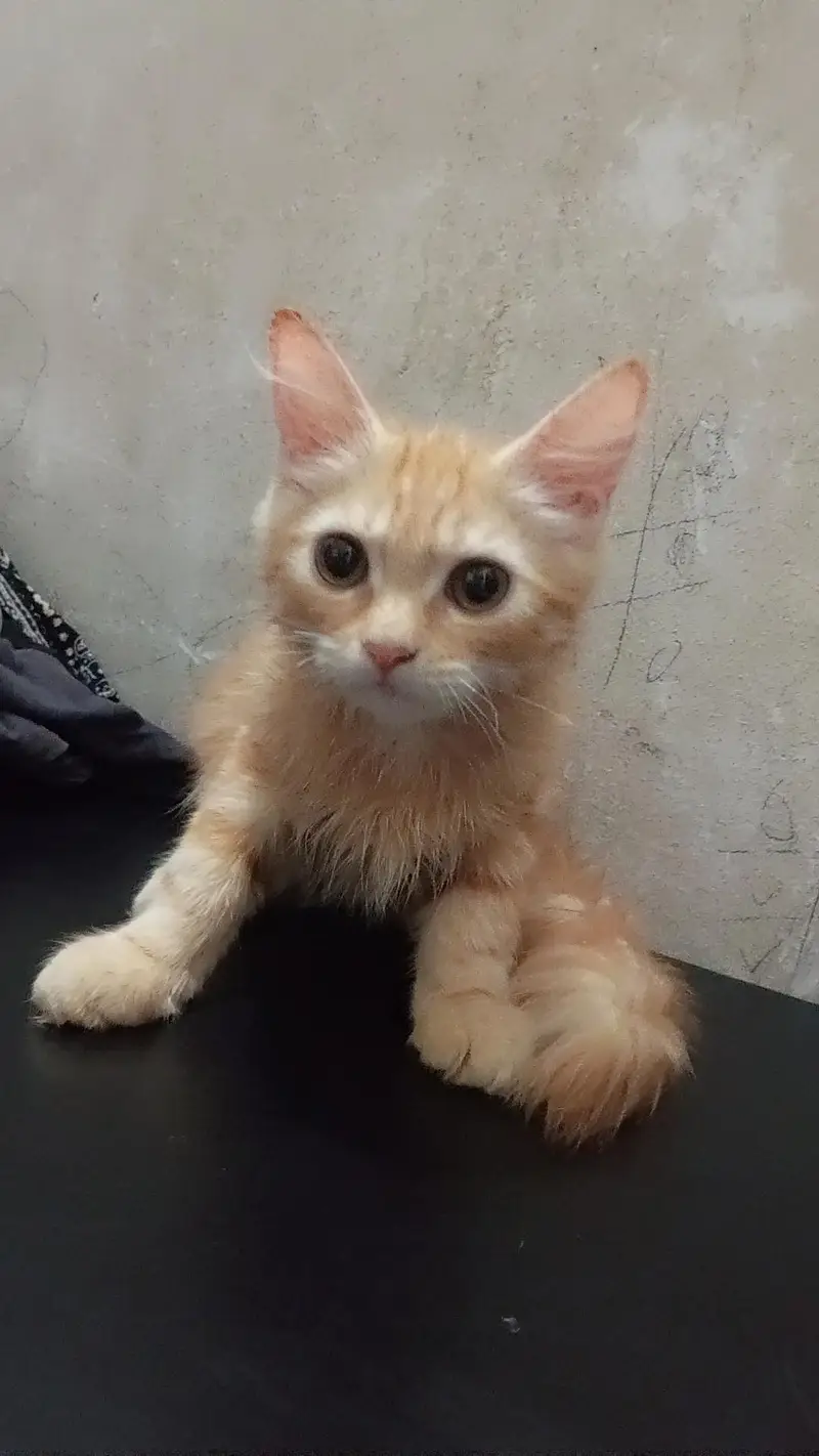 Persian pair cats for sale — photo 5