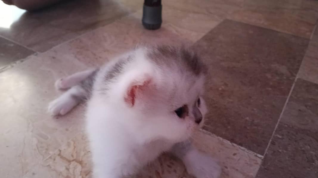 punch face kitten 0