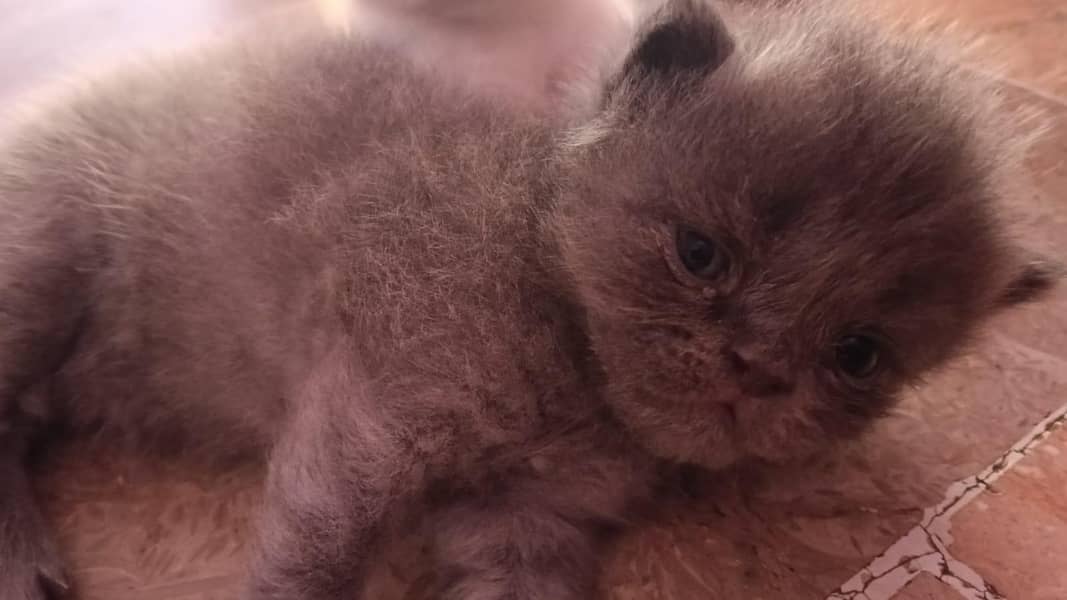 punch face kitten 1