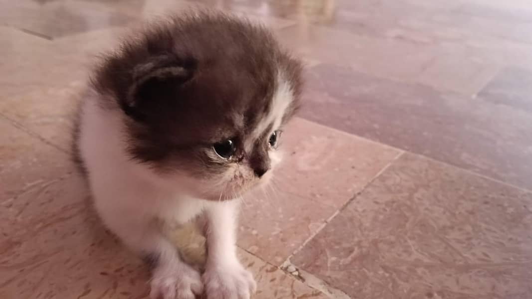 punch face kitten 2