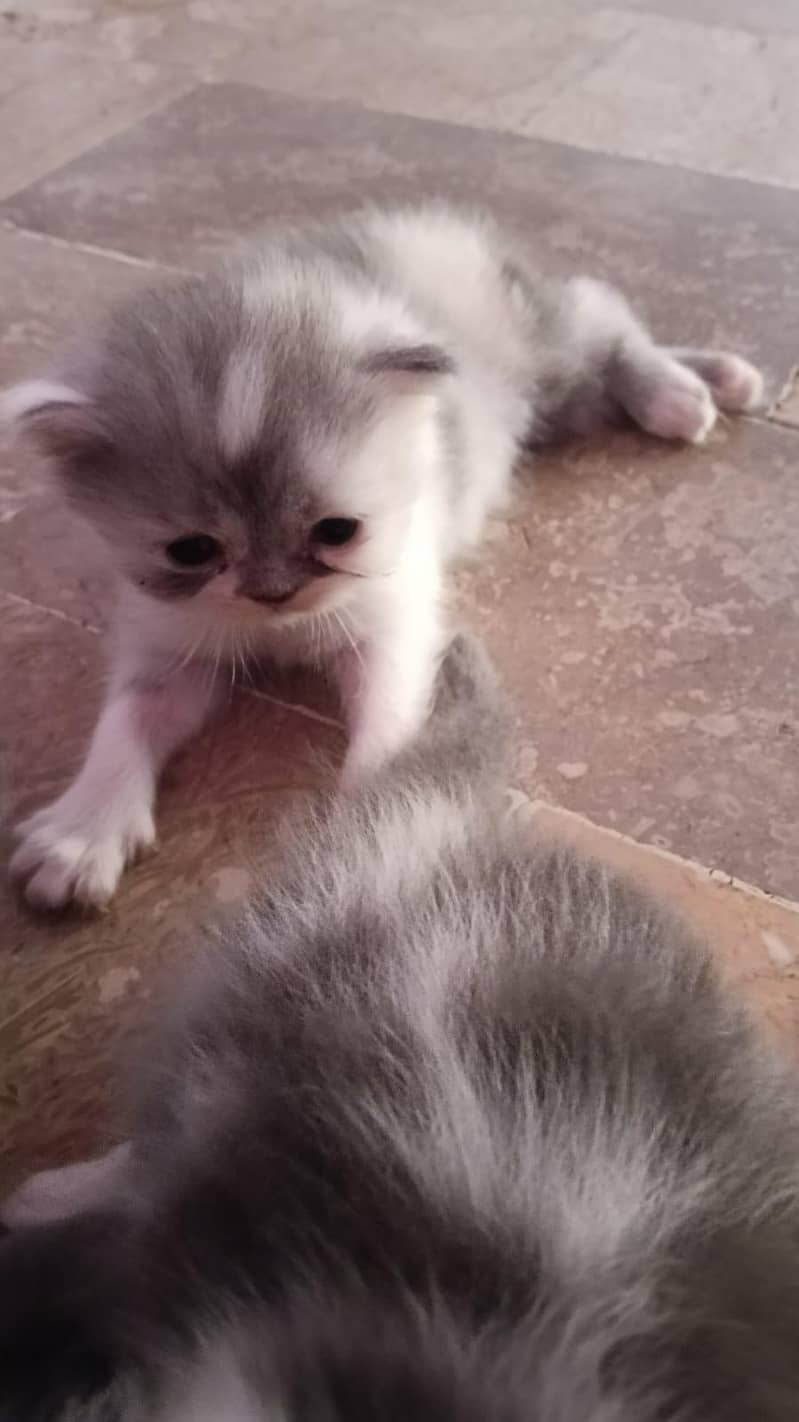 punch face kitten 3