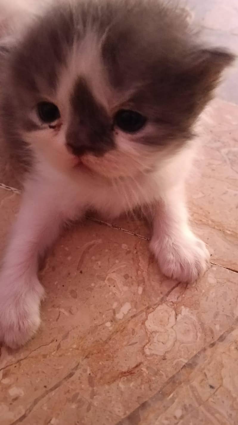 punch face kitten 4