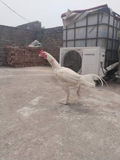 Aseel Hira Paper white pair for sale in discount