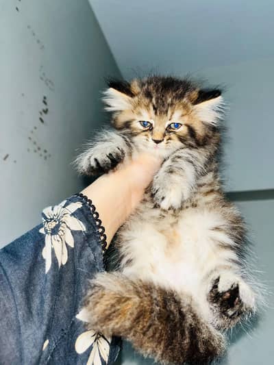 pure Persian triple coated kittens available