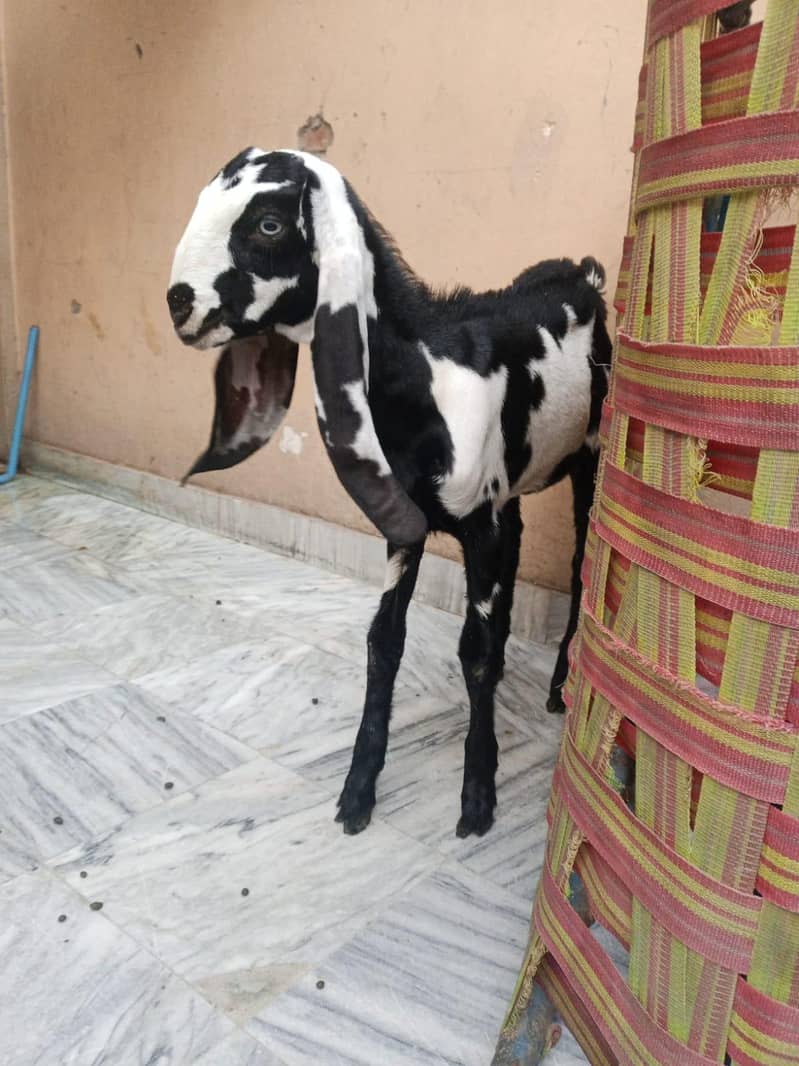 goats 0