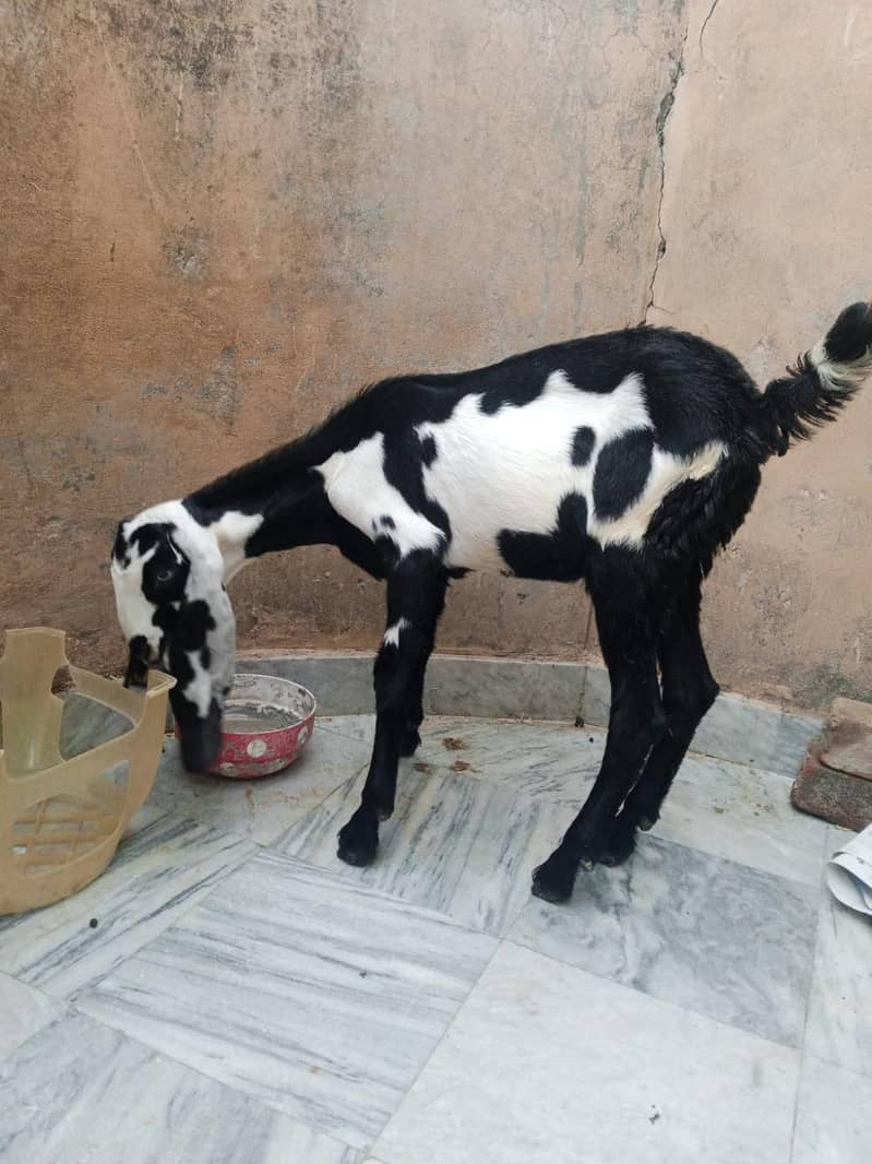 goats 2