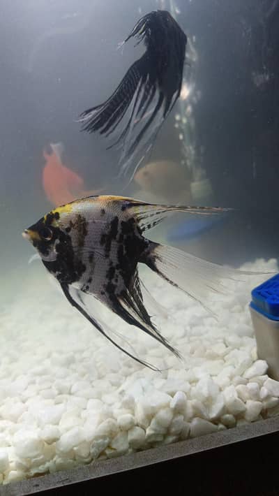 carp fish, shipping fish, angel fish available