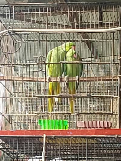 2 ringneck breeder pair and baby raw parrot