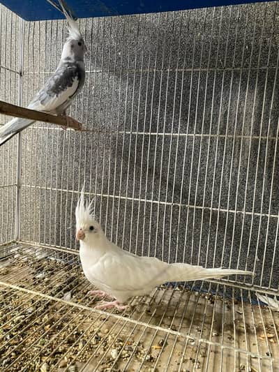 King size budgies breeder pairs Exhibition Breeder Pair Cocktails