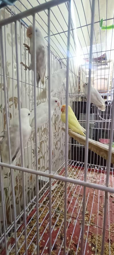 Love bird pair for sale location Lahore shad bagh reasonable price
