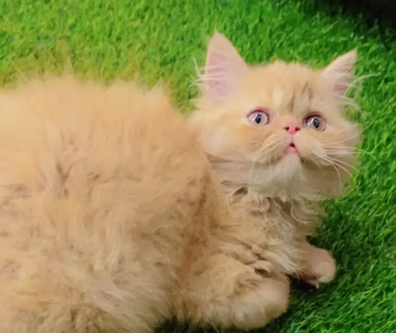 Punch face Female kitten