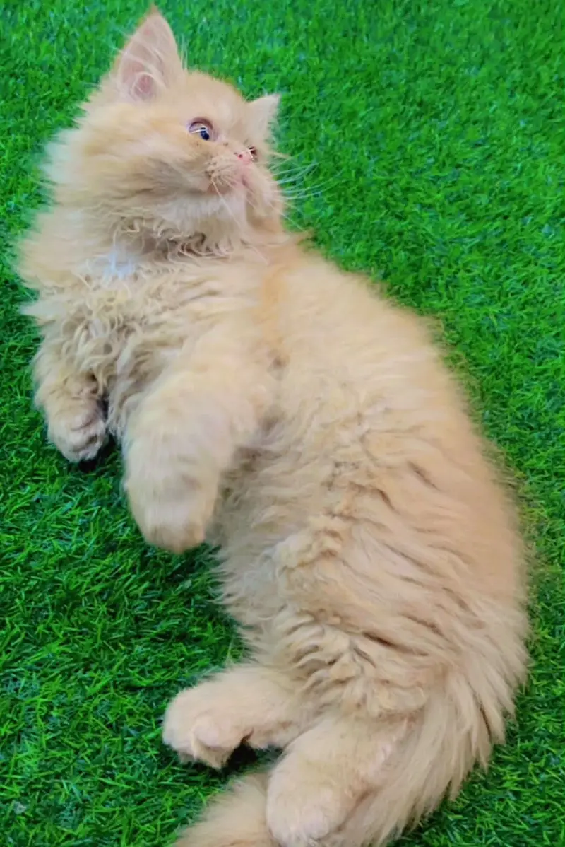 Punch face Female kitten — photo 2