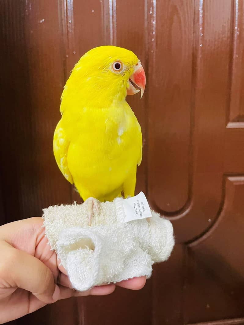 yellow ringneck talking 2