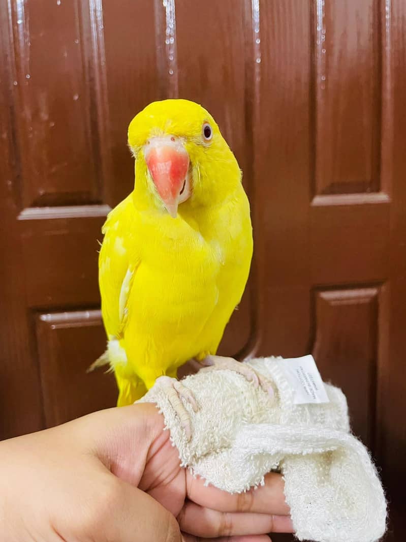 yellow ringneck talking 3