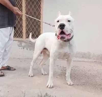 TOP QUALITY DOGO FOR STUD SERVICES