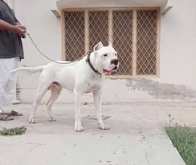 TOP QUALITY DOGO FOR STUD SERVICES
