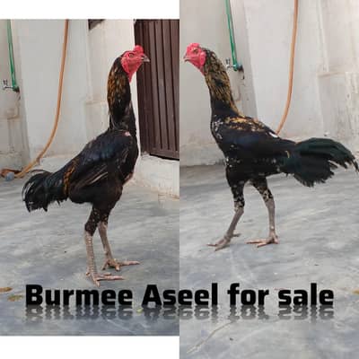 2 Burmee Aseel