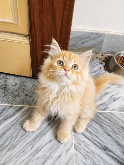 kitten