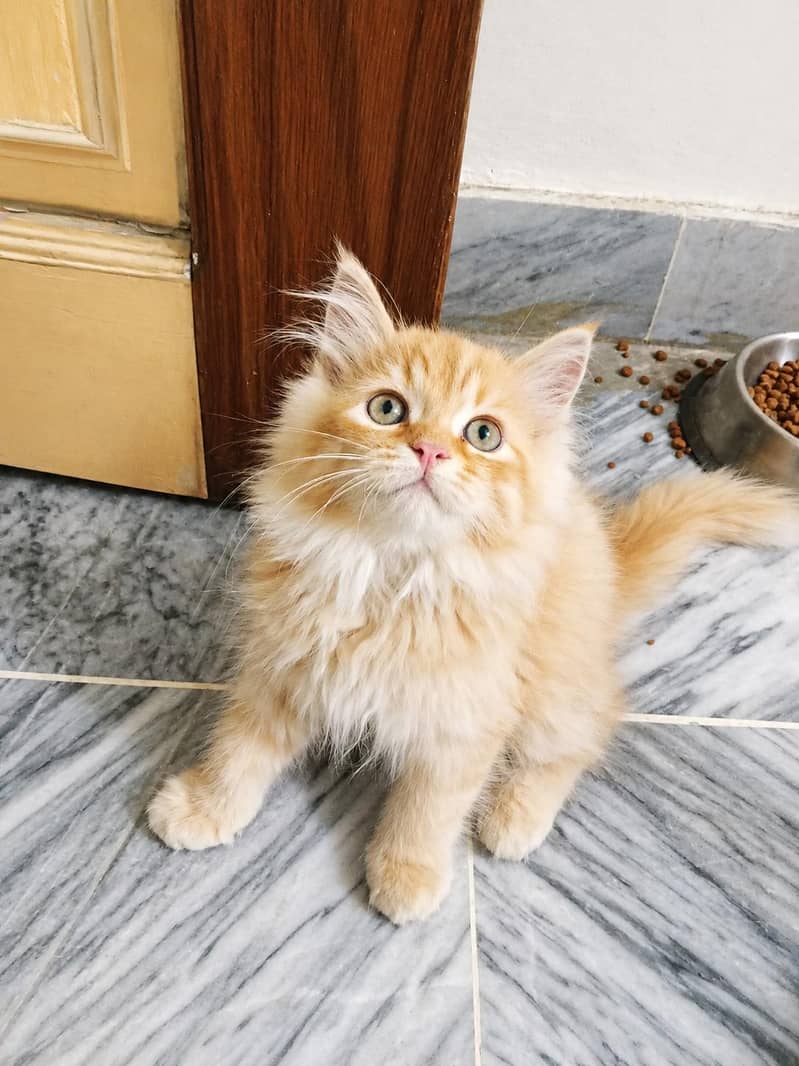 kitten 0