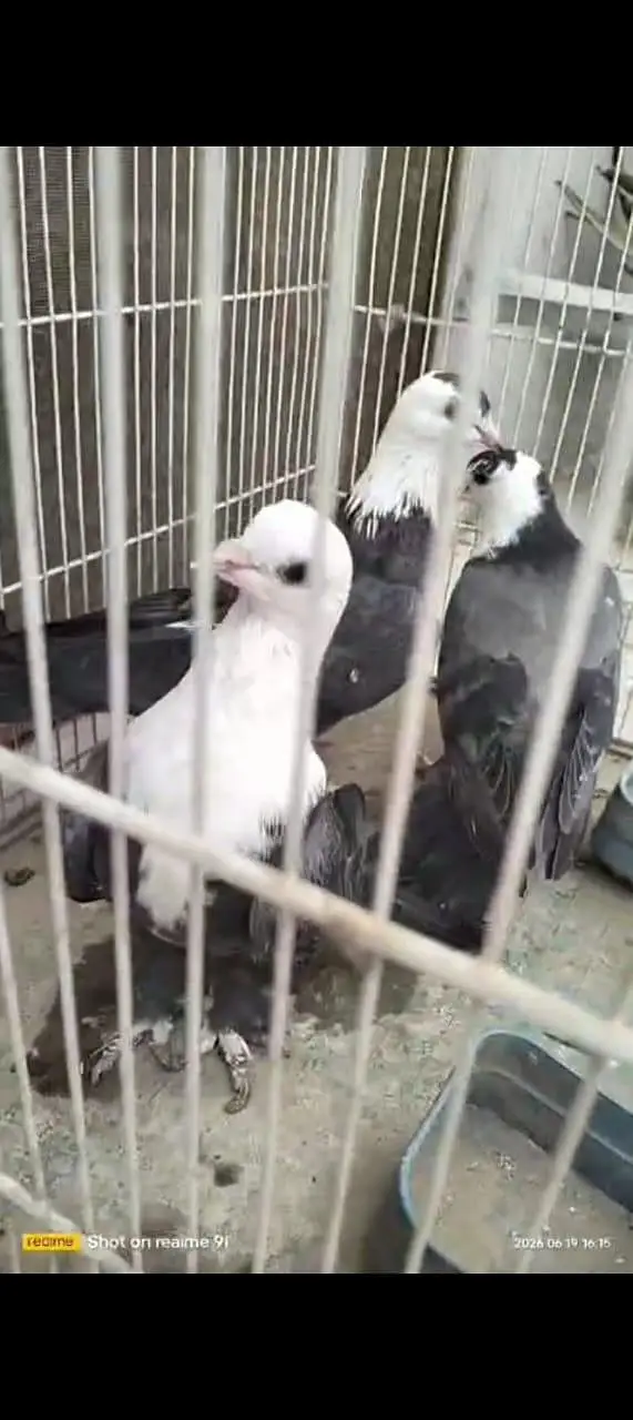 Karbalai and Dobaz for Sale