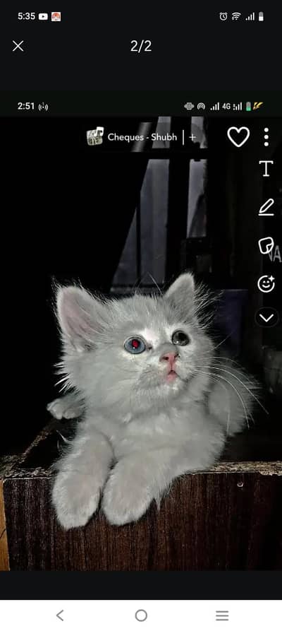 persien male kitten