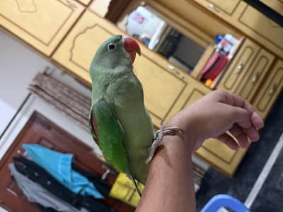 parrot