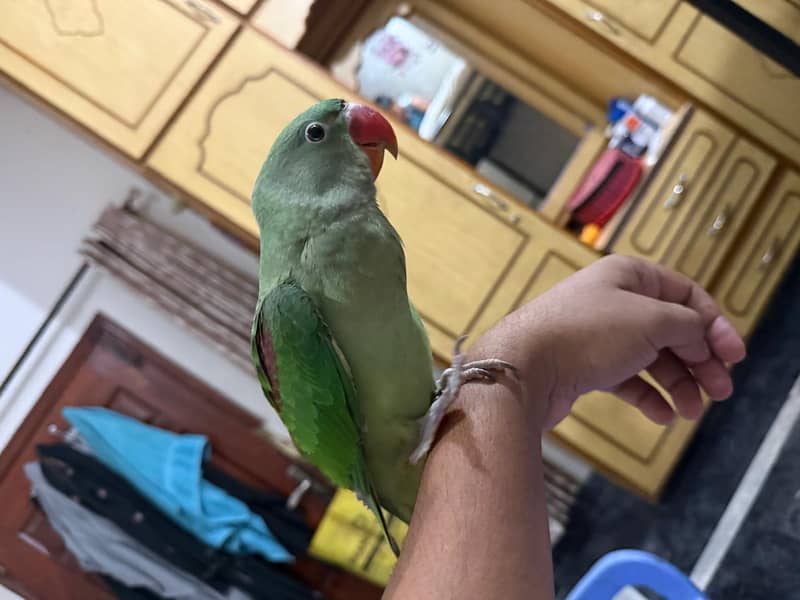 parrot 0