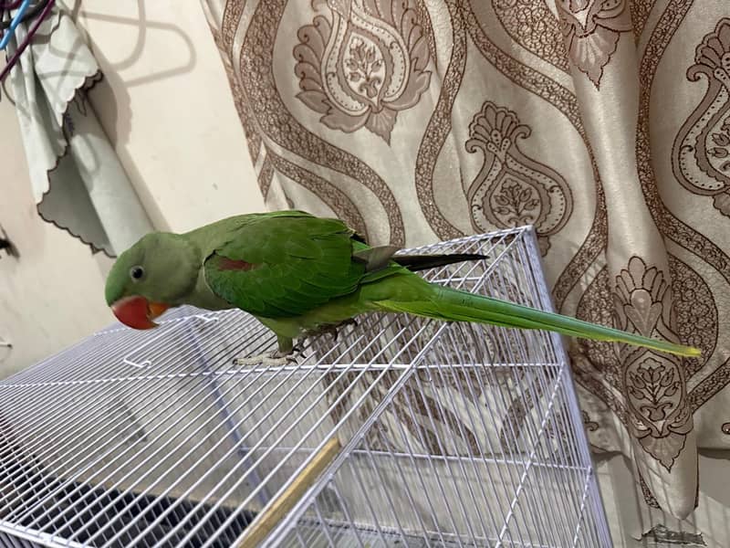 parrot 1