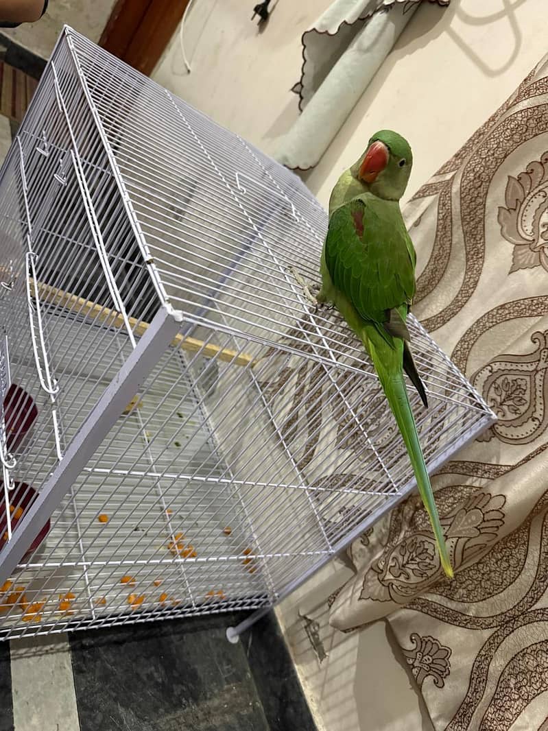 parrot 2