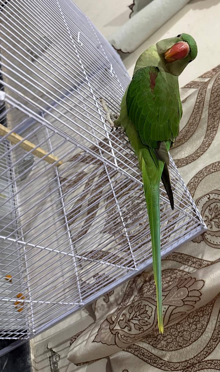 parrot 3