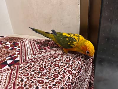 Sun Conure chicks flight tame & Rew Male Hand Tame