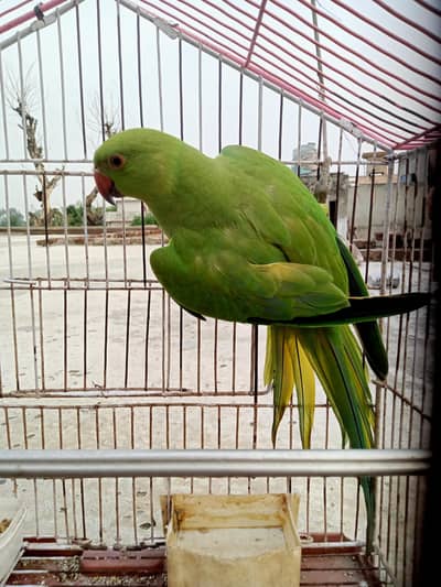 Kashmiri parrot female