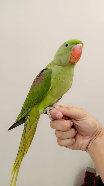 raw parrot for sale location Sialkot