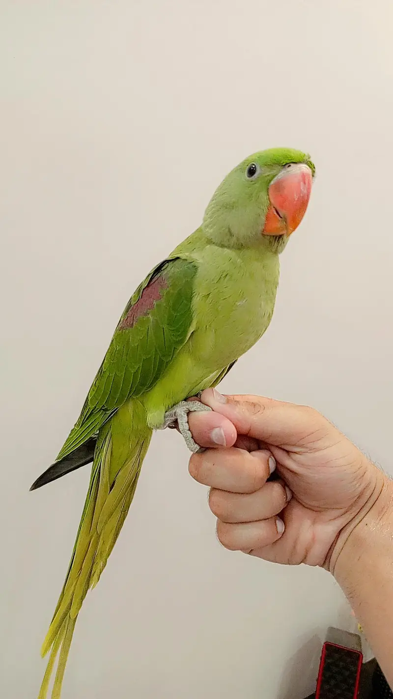 raw parrot for sale location Sialkot