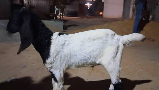 sindh kamori male goat kid