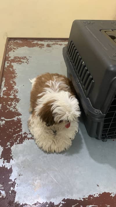 Shihtzu Puppy