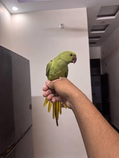 Green Ringneck Chicks Sami Tame