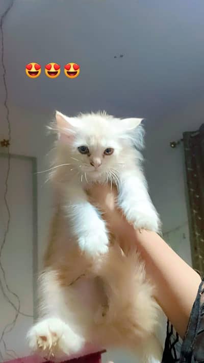 kitten's