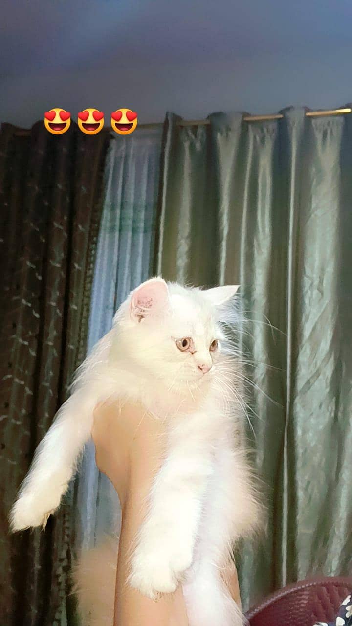 kitten's 1