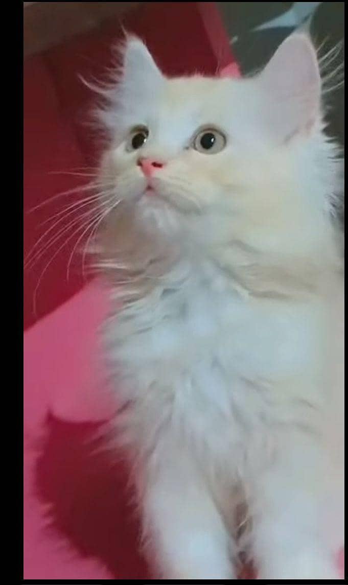 kitten's 2